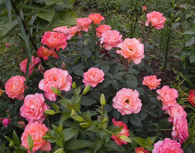 róże ogrodowe sadzonki