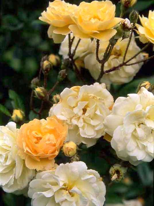 róża pachnąca pnąca ghislaine de feligonde
