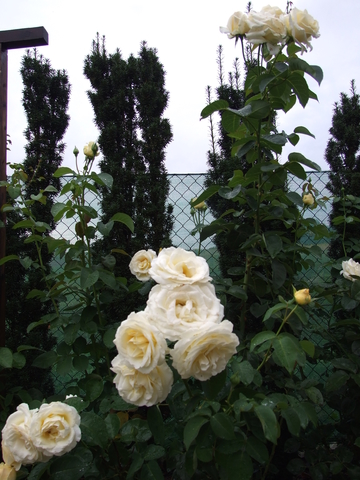 chopin polska róża wielkokwiatowa