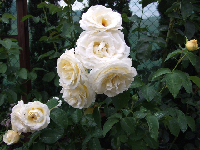 chopin róża wielkokwiatowa