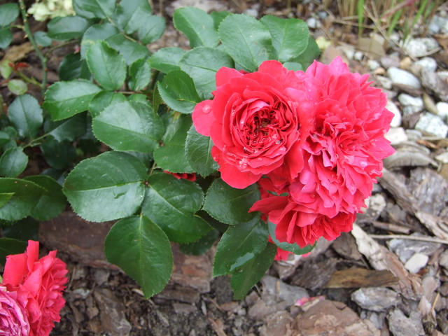 red leonardo róże rabatowe