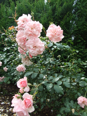 róża rabatowa bonica
