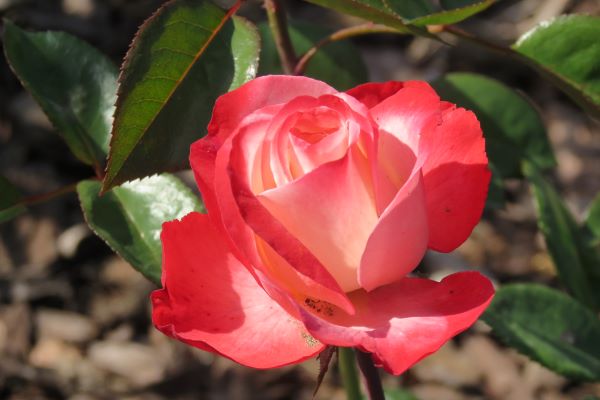 róża rabatowa białoczerwona