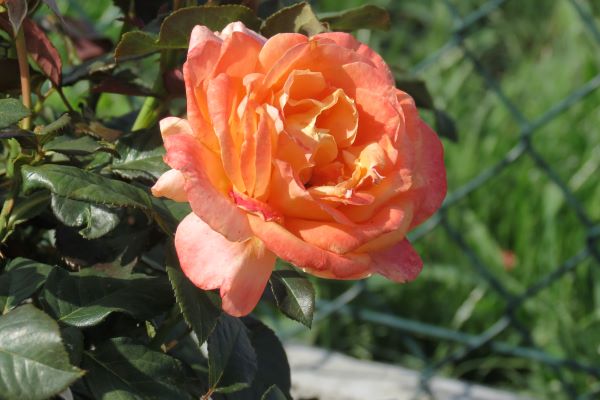 róża rabatowa pomarańczowa