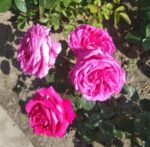 Chartreuse_de_Parme_wielkokwiatowa_roza
