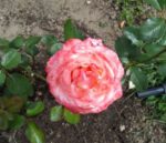 wielkokwiatowe róże Isabelle_Aubret