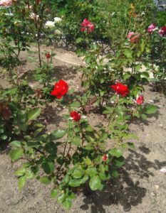 Osiria róża wielkokwiatowa