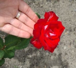 róża wielkokwiatowa Osiria