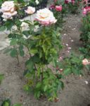 róża wielkokwiatowa