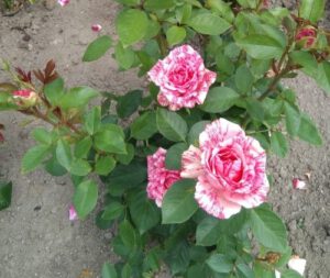 wielkokwiatowa róża 