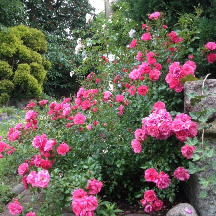 róże okrywowe heidetraum
