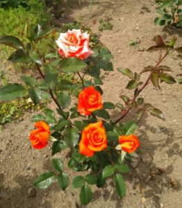 róża wielkokwiatowa Tanakinom