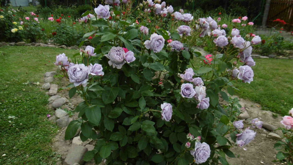 róża rabatowa Novalis