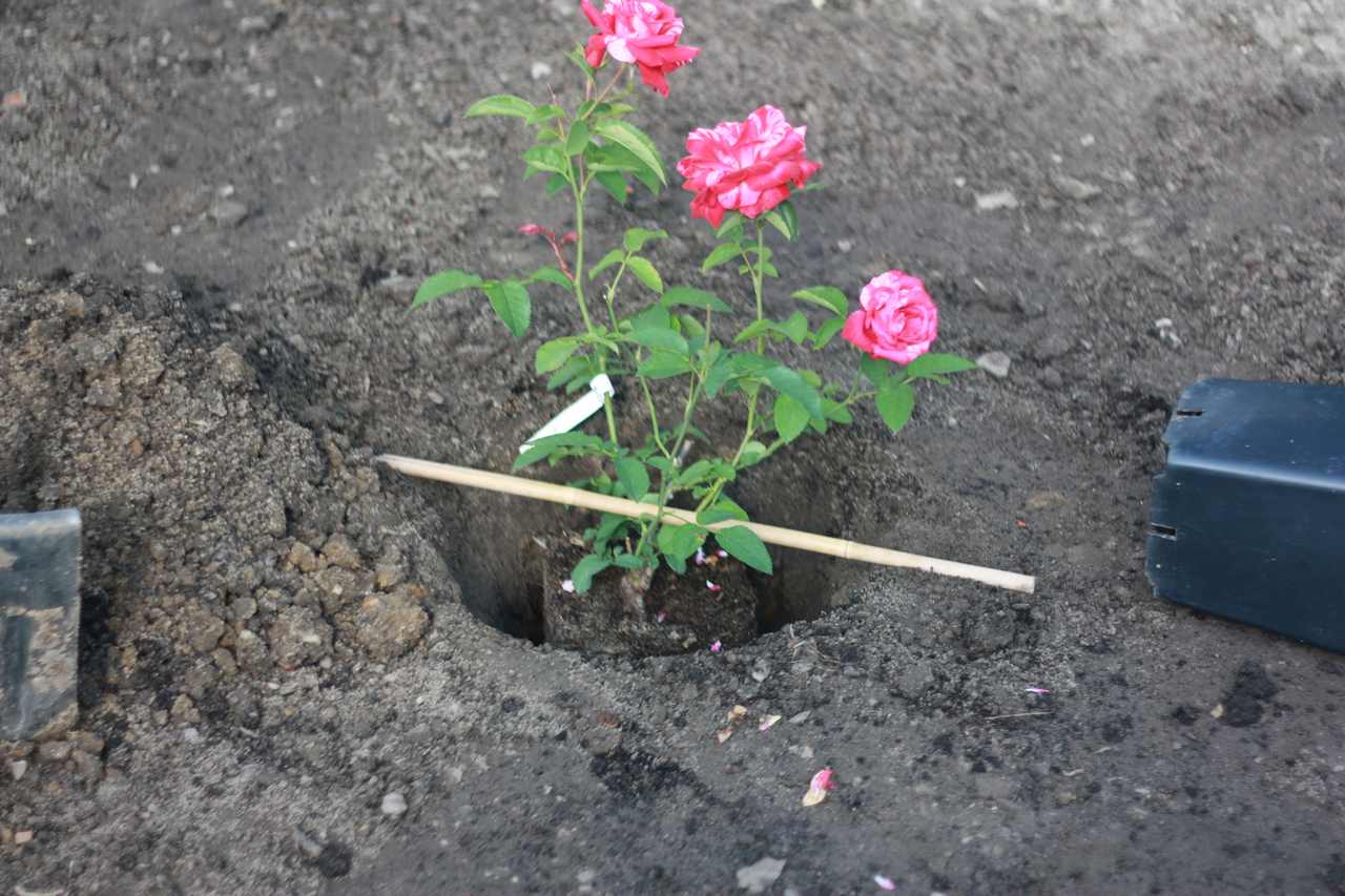 sadzenie róż krzaczastych