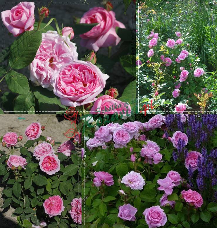 historyczne róże Comte de Chambord