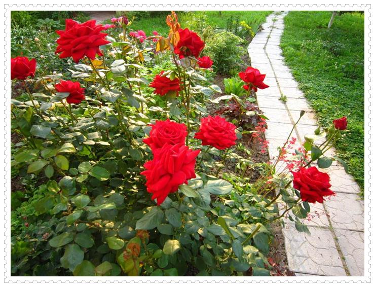 Ena Harkness wielkokwiatowe róże