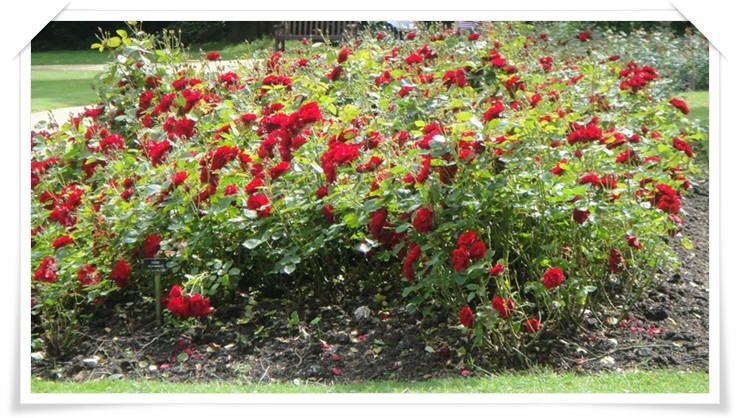 Lilli Marlene czerwone róże rabatowe