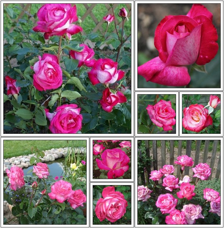wielkokwiatowe róże Rose Gaujard