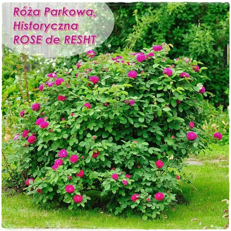 róże historyczne Rose de Resht