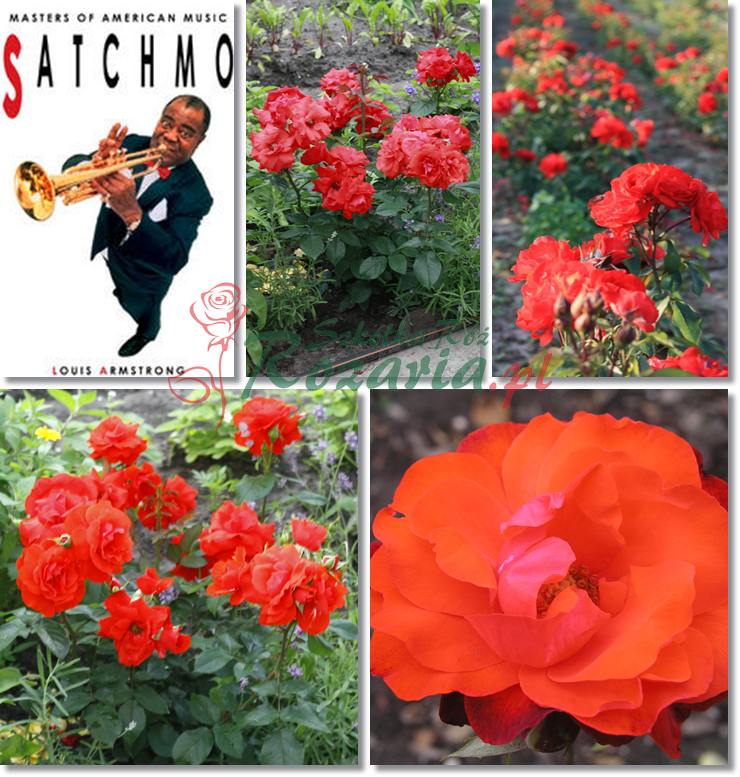 Satchmo czerwone róze rabatowe