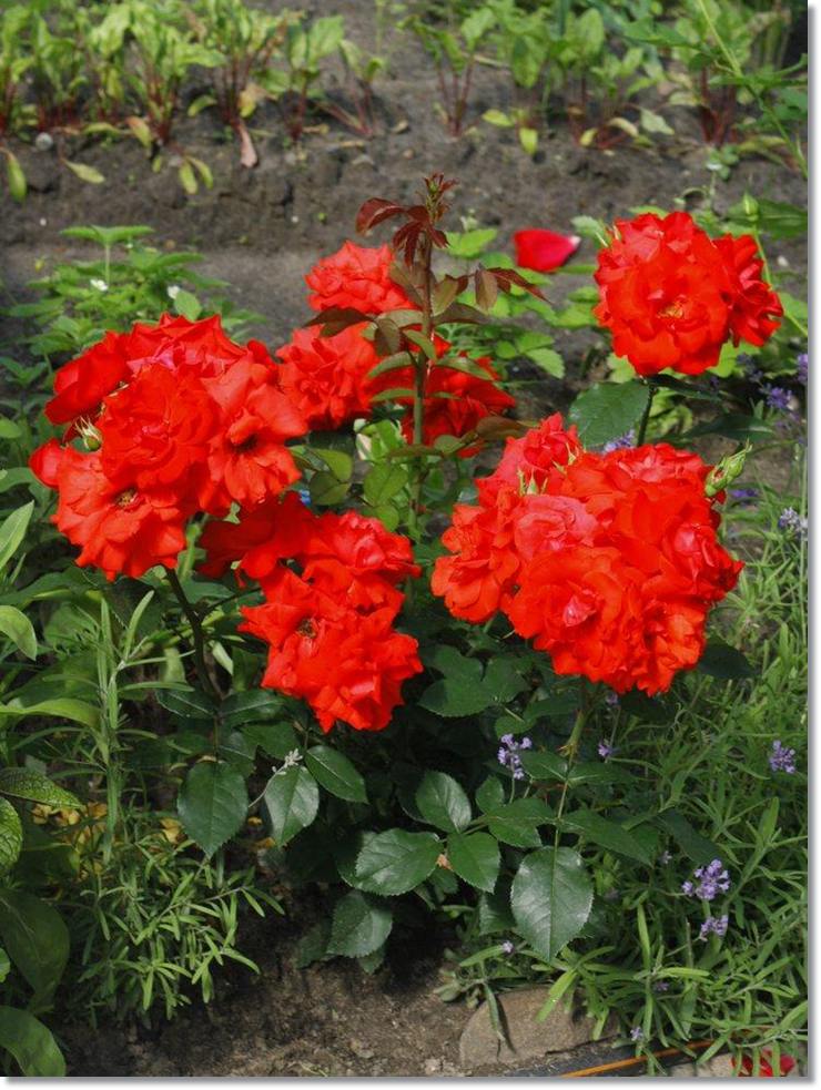 czerwone róze rabatowe Satchmo