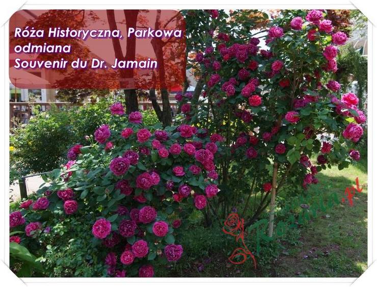 róże historyczne Souvenir du docteur Jamain
