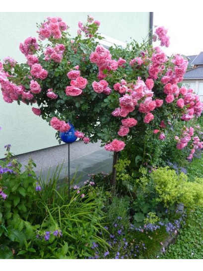 wysokopienna róża rosarium