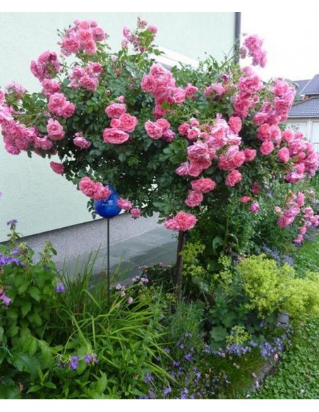 wysokopienna róża rosarium