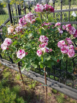 New Image pienne róże