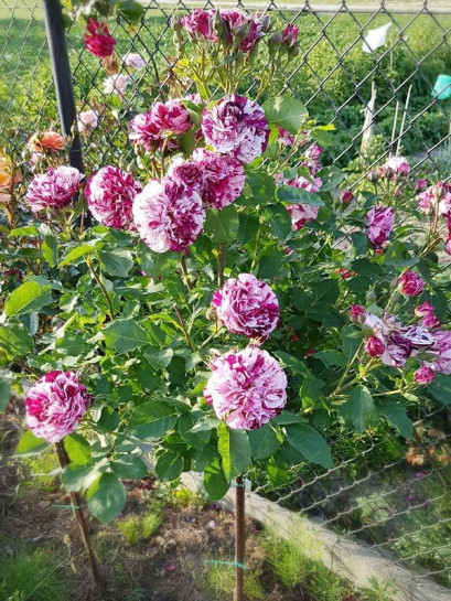 pienne róże New Imagine