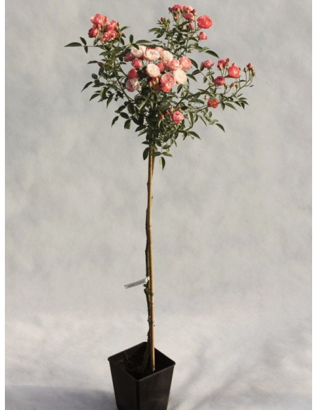 Margo Koster pomarańczowe róże pienne