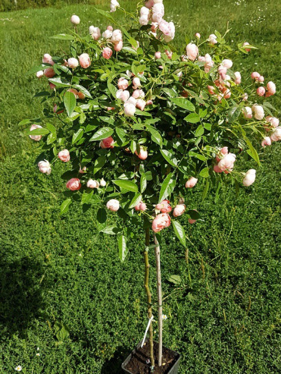 Margo Koster róże pienne