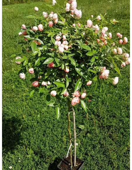 Margo Koster róże pienne