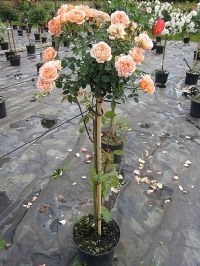 róze pienne sweet dream