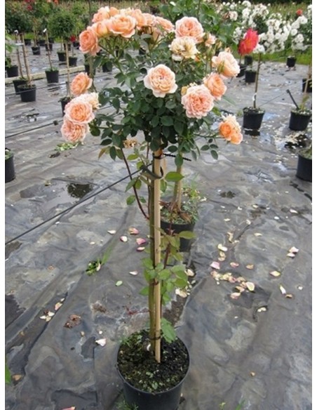 róze pienne sweet dream