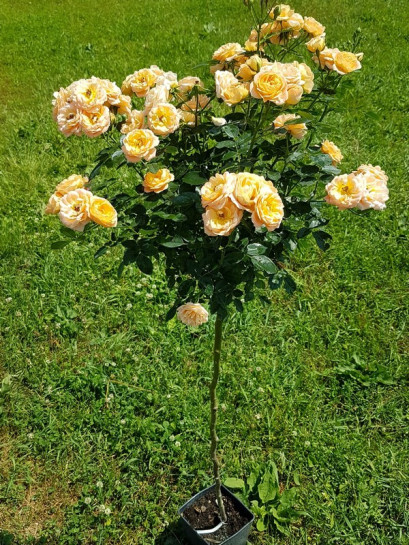 sweet dream róże pienne