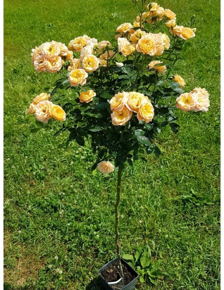 sweet dream róże pienne