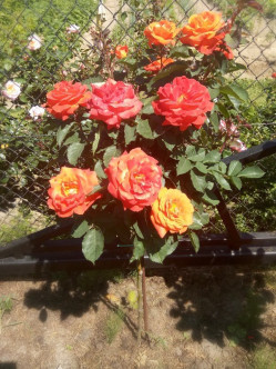 super trouper pomarańczowe róże pienne