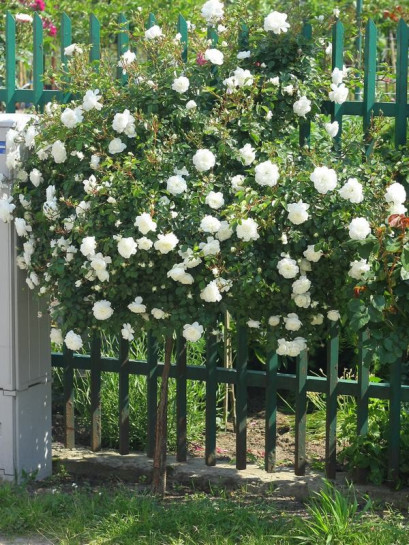 na pniu róża biała swany