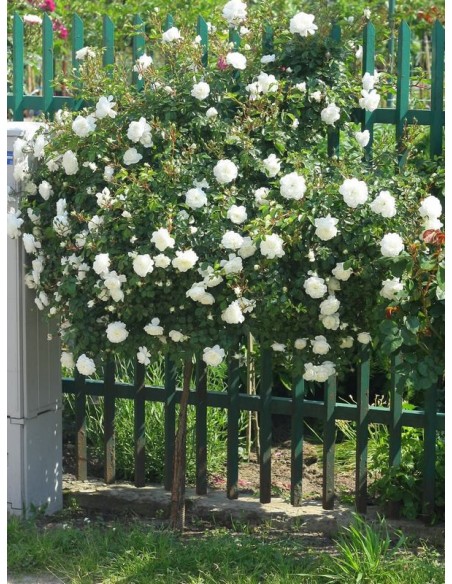 na pniu róża biała swany