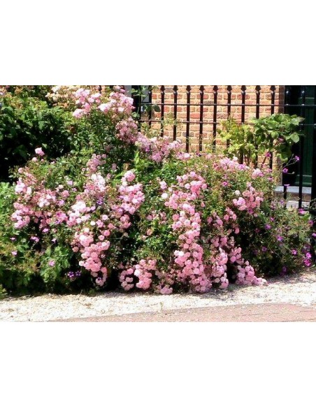 The Fairy płożące róże