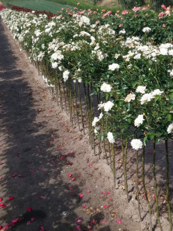 róża pienna kaskadowa swany 2