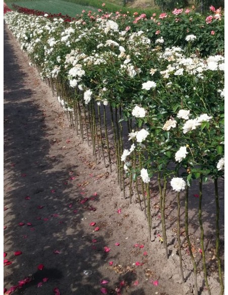 róże białe pienne Swany