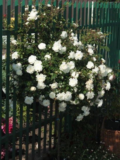 na pniu róża biała swany