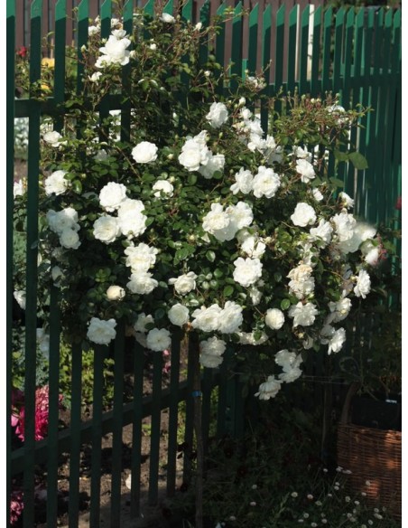 na pniu róża biała swany