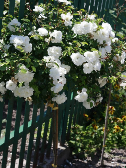 Swany biała róża na pniu