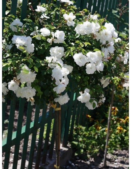 Swany biała róża na pniu