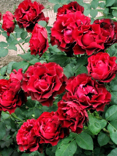 Hommage a Barbara wielkokwiatowe róże