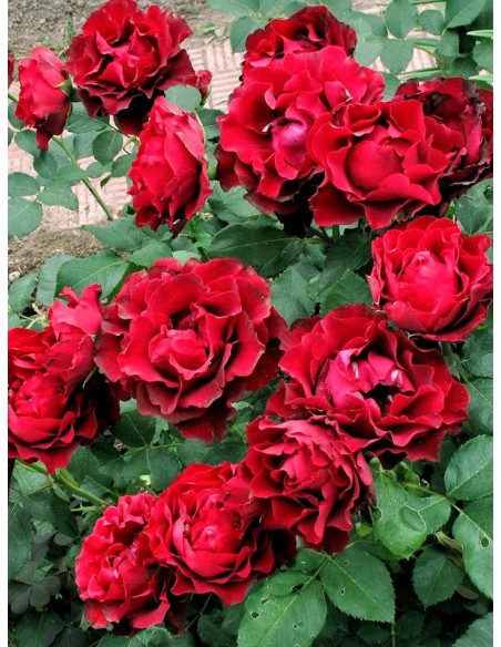 Hommage a Barbara wielkokwiatowe róże