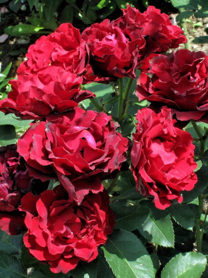 Hommage a Barbara Róże wielkokwiatowe